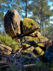 Fototapeta premium Rocas con musgo en el pinar