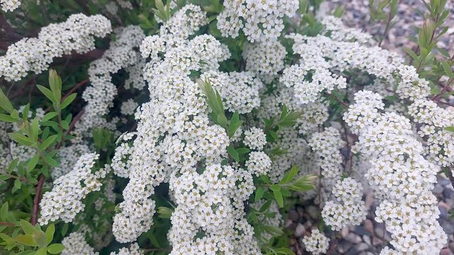 White flowering spirea bush in full bloom, delicate garden flowers close-up, spring nature scenery, ornamental plant decoration