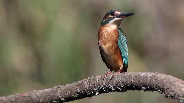 Juvenile Common Kingfisher turning head on mossy branch, Alcedo atthis