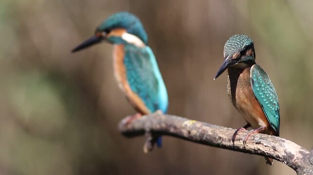 Two juvenile Common Kingfishers on branch with shallow depth of field