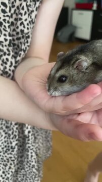 Small gray hamster resting in hands, owner wearing leopard print dress gently cradles tiny furry rodent on wooden floor closeup of whisker, paw
