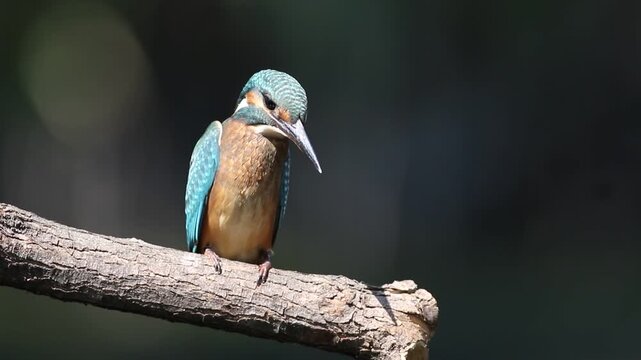 Juvenile Common Kingfisher hunting on branch and taking off, Alcedo atthis
