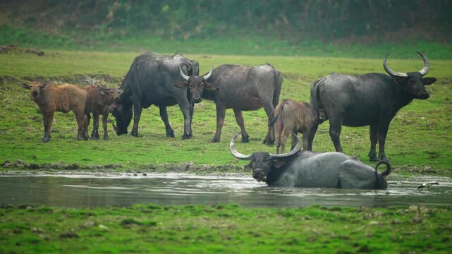 A cinematic shot of a diverse herd of water buffalo including calves grazing on lush green grass while one rests in the water. Authentic wildlife scene in India.