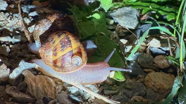 Close-up of two brown snails moving slowly over stones and green vegetation at night