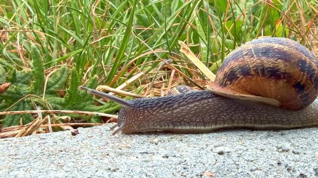 Close-up profile view of brown snail with spiral shell moving slowly across stone edge outdoors
