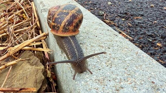 Close-up of brown snail with spiral shell moving slowly along concrete curb near asphalt and dry grass