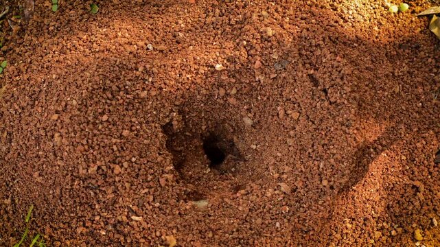 Closeup of anthill entrance surrounded by reddish soil texture on forest ground, natural woodland environment showing insect habitat detail in Germany.