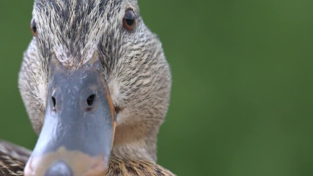 Mallard duck (Anas platyrhynchos) female head in closeup. May, Kent, UK [Half speed]