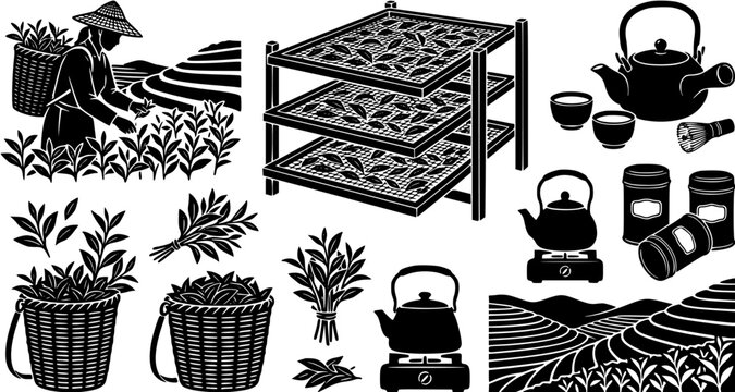 Set of black tea production icons featuring harvest scenes, drying racks, tea leaves and brewing equipment