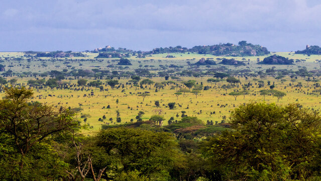 Serengeti