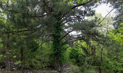 Fototapeta premium In Izmir - on Nif mountain, ivy (Hedera) wraps around the trunk of a Black Pine (Pinus nigra) in its natural habitat.