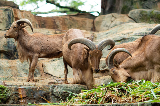 The Barbary sheep (Ammotragus lervia), also known as aoudad is a species of caprine native to rocky mountains in North Africa and parts of West Africa.