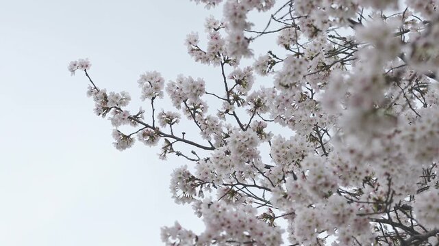 曇りの桜の枝