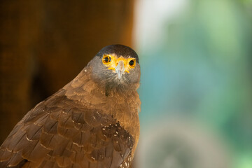 Fototapeta premium Close-up of crested serpent eagle (Spilornis cheela).