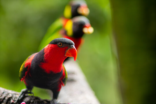 Selective focus of colorfull female eclectus parrots standing on a branch.