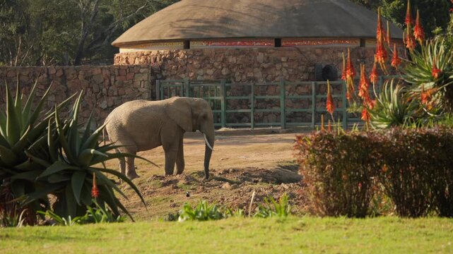 African elephant collects food dextrously with trunk in zoo enclosure with stone building and beautiful aloe flowers 