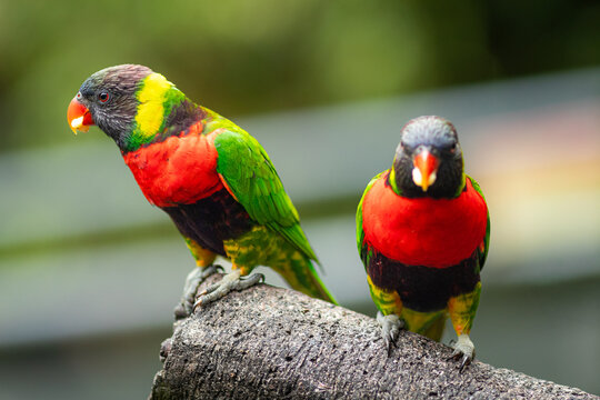 Selective focus of colorfull female eclectus parrots standing on a branch.