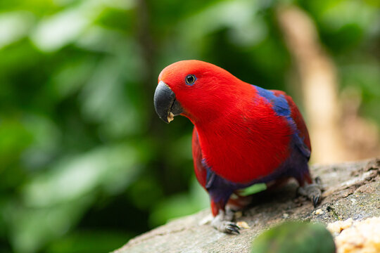 Selective focus of colorfull female eclectus parrots standing on a branch.