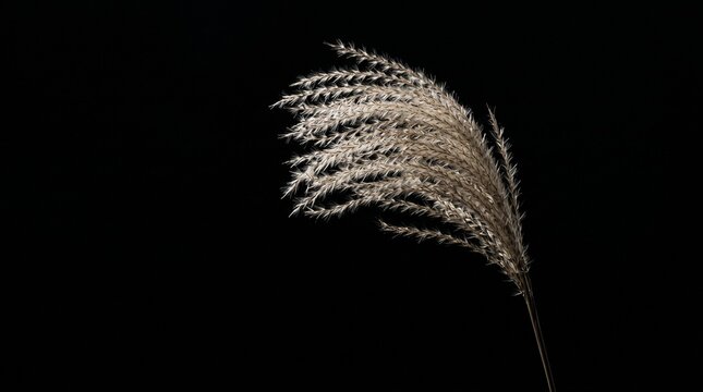 漆黒の背景に凛と映える日本の秋の象徴、ススキ。黄金色に輝く穂先と繊細に伸びる茎の質感が、ドラマチックな陰影で浮かび上がるクローズアップ写真