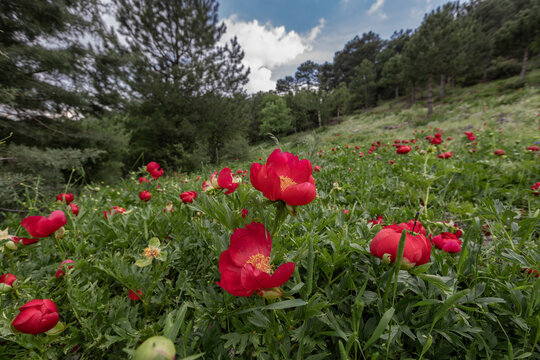 Wild peonies (Paeonia peregrina) in their natural habitat on Mount Nif in Izmir.