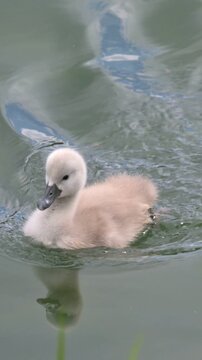 Mute Swan (Cygnus olor) young cygnet swimming into the vegetation at the side of a lake. May, Kent, UK [Slow motion x4] Vertical