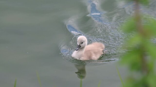 Mute Swan (Cygnus olor) young cygnet swimming into the vegetation at the side of a lake. May, Kent, UK [Slow motion x4]