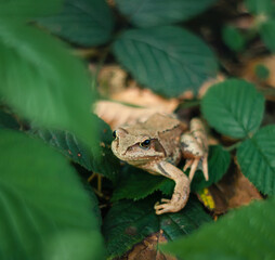 Obraz premium Nice little frog in the forest