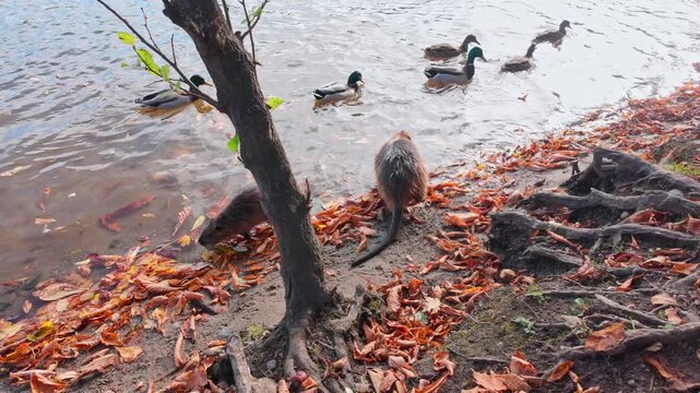 Group of Nutrias, adult and juvenile, wander along an riverbank among twisting roots of trees and fall leaves, wild ducks swims in background. An autumn scene with Coypu family on shore, slow motion