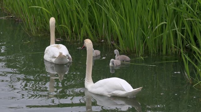Mute Swan (Cygnus olor) family with young cygnets swimming among the vegetation at the side of a lake. May, Kent, UK [Half speed]