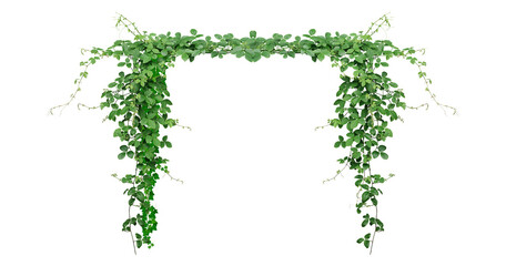 Bush grape or three-leaved wild vine cayratia (Cayratia trifolia) liana ivy plant bush, nature frame jungle border © Design Zone