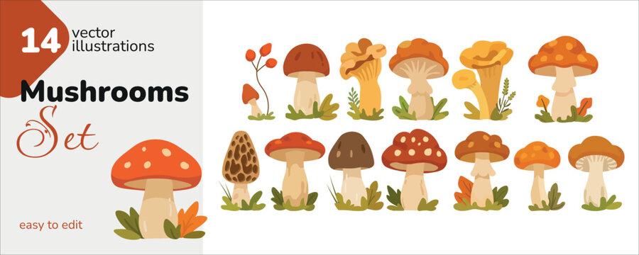 Mushrooms set collection. Cute forest fungi illustrations including fly agaric, chanterelle, morel and edible mushrooms. Autumn nature elements for scrapbooking, stickers, design and forest decor.