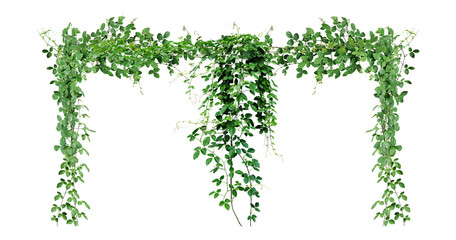 Bush grape or three-leaved wild vine cayratia (Cayratia trifolia) liana ivy plant bush, nature frame jungle border © Design Zone