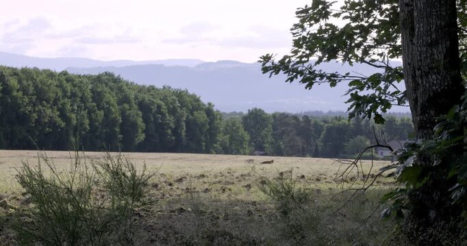 Red Fox (Vulpes vulpes), Auvergne, France.