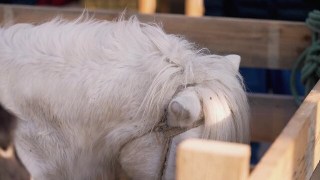 Close view white pony.  White hourse grazing. 
White pony behind a wooden fence. 