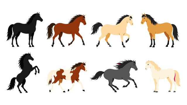 Set of eight horse silhouettes and colored vector illustrations