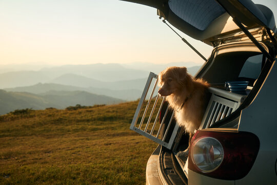 A Nova Scotia Retriever leans slightly out of a car trunk as the sun sets. The warm atmosphere enhances the quiet end-of-day feel.