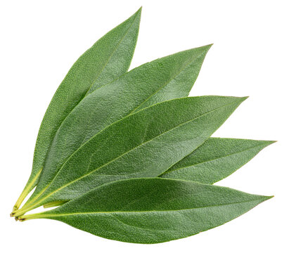 Green leaves of mousehole tree isolated on a white background, showcasing fresh natural foliage with detailed texture.