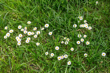 Top view of daisy flowers in green grass © Anastasiia