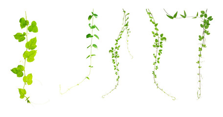Bush grape or three-leaved wild vine cayratia (Cayratia trifolia) liana ivy plant bush, nature frame jungle border © Design Zone