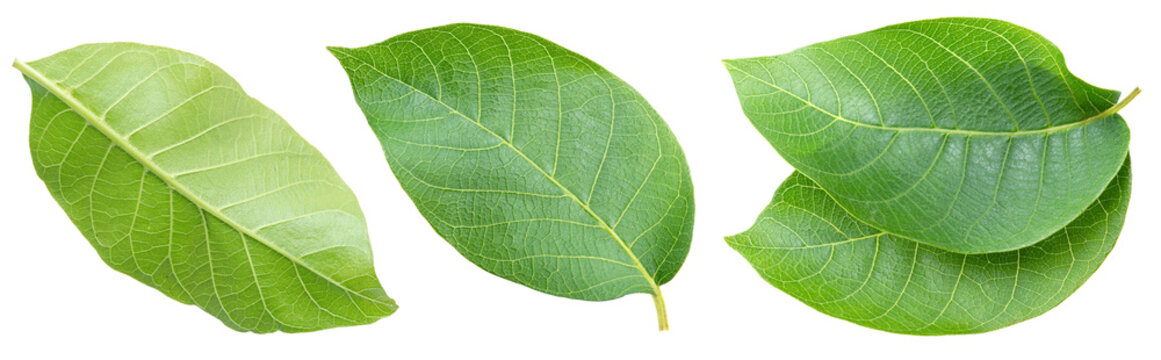 Set of green young walnut leaves isolated on a white background.