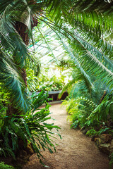 Fototapeta premium A walking path in the tropical greenhouse of the Botanical Garden. Collection of exotic plants.
