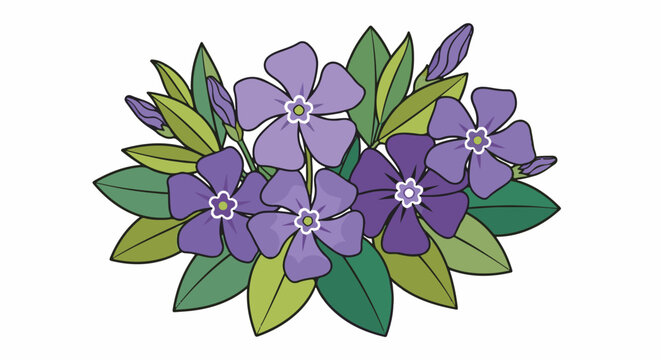 Bunch of purple vinca flowers and buds with green leaves