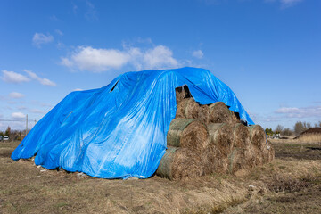 Hay bales covered with blue tarpaulin in field © Anastasiia