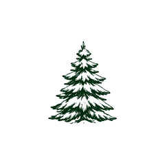 Obraz premium Evergreen Tree Illustration
