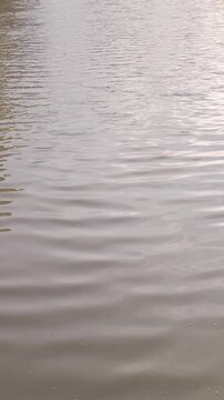 田植えを控えて水が張られた夕暮れ時の田んぼと奥から手前に打ち寄せる波紋のテクスチャ