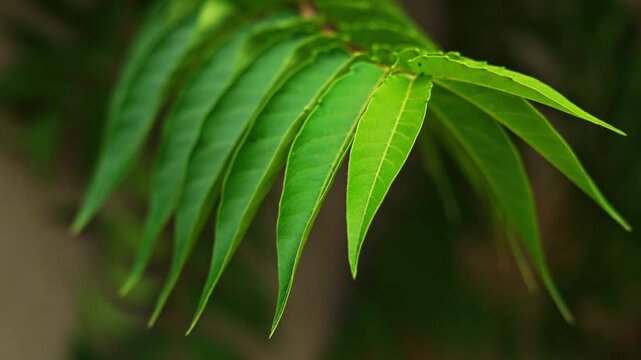 Close-up video of a walnut tree branch slowly swaying with long leaves under a light breeze. Natural footage with side view with perspective