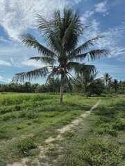 Fototapeta premium Coconut Palm Trees in Tropical Farmland with Green Grass and Rural Path Under Blue Sky
