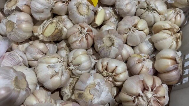 Fresh raw garlic bulbs background, close up organic garlic