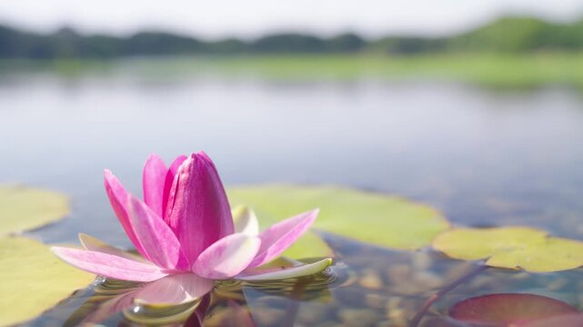 水辺の花」の写真素材 | 28,352件の無料イラスト画像 | Adobe Stock