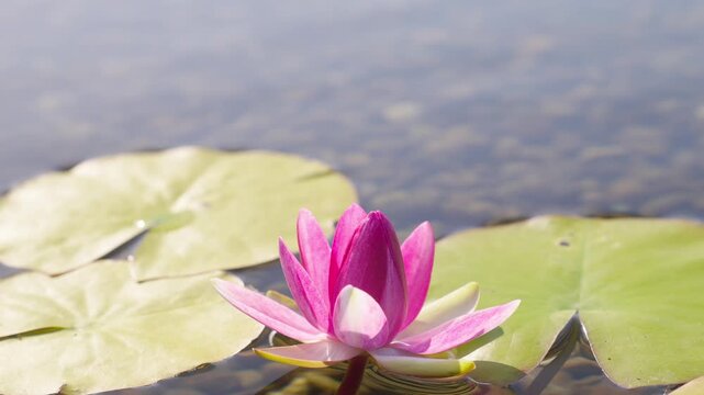 水辺の花」の写真素材 | 28,352件の無料イラスト画像 | Adobe Stock